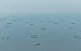 湛江市首個(gè)現(xiàn)代化海洋牧場物聯(lián)網(wǎng)監(jiān)測系統(tǒng)投用